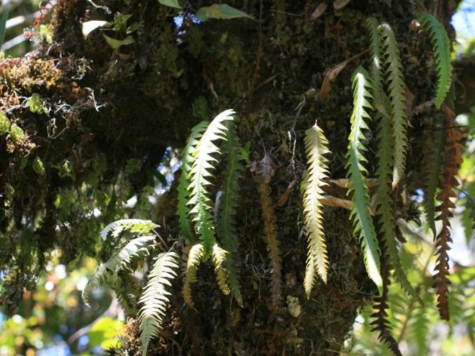 Ceradenia leucosora