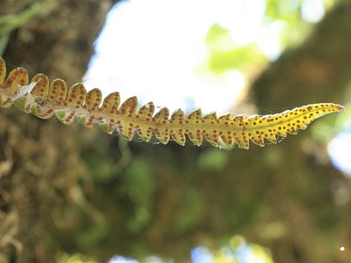 Ceradenia leucosora