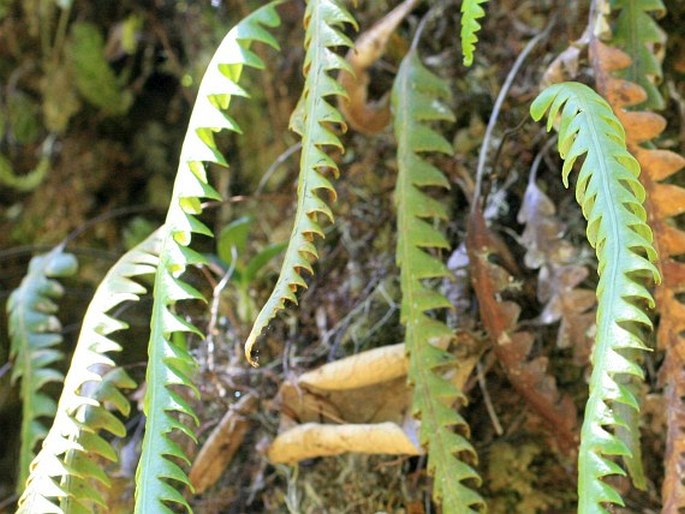 Ceradenia leucosora