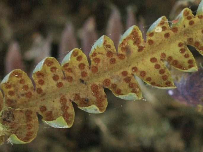 Ceradenia leucosora