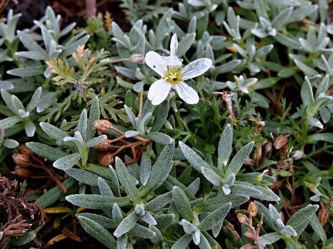 Cerastium tomentosum var. aetnaeum