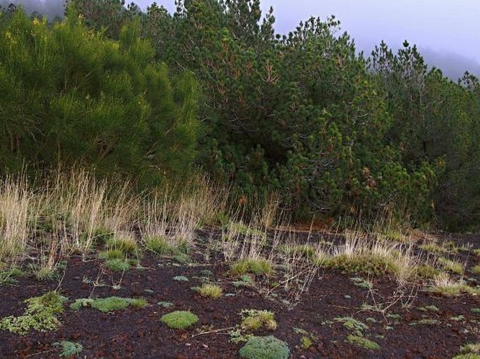 Cerastium tomentosum var. aetnaeum