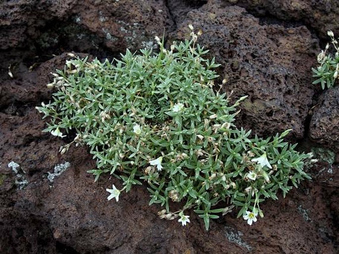 Cerastium tomentosum var. aetnaeum