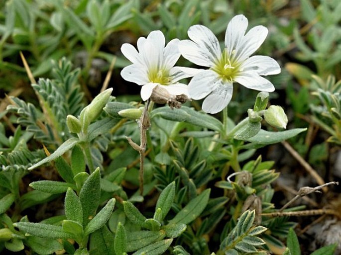 Cerastium tomentosum var. aetnaeum