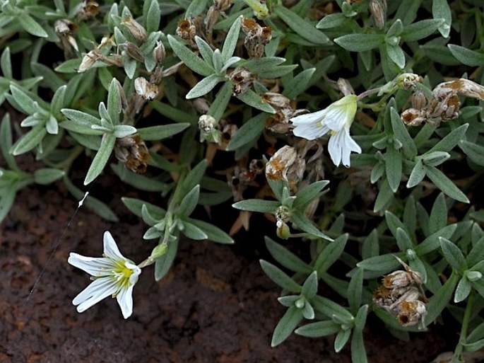 CERASTIUM TOMENTOSUM var. AETNAEUM Jan – rožec plstnatý etenský