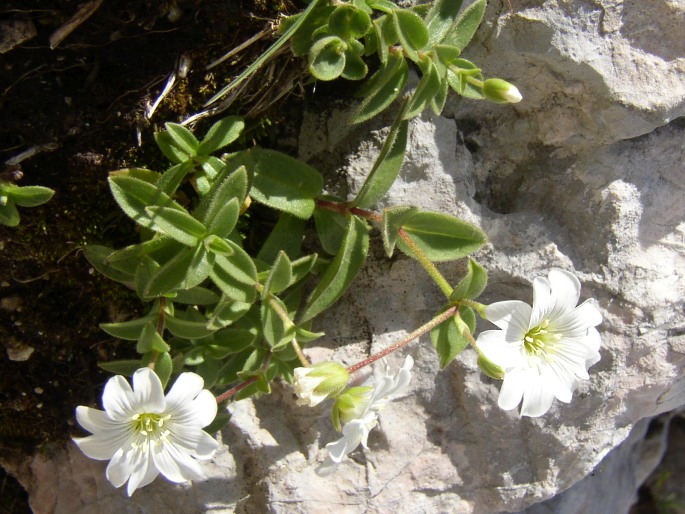 Cerastium carinthiacum