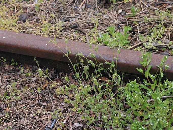 Cerastium tenoreanum