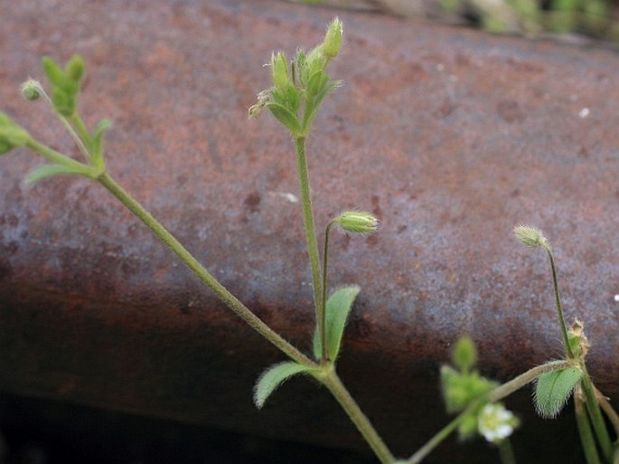 Cerastium tenoreanum