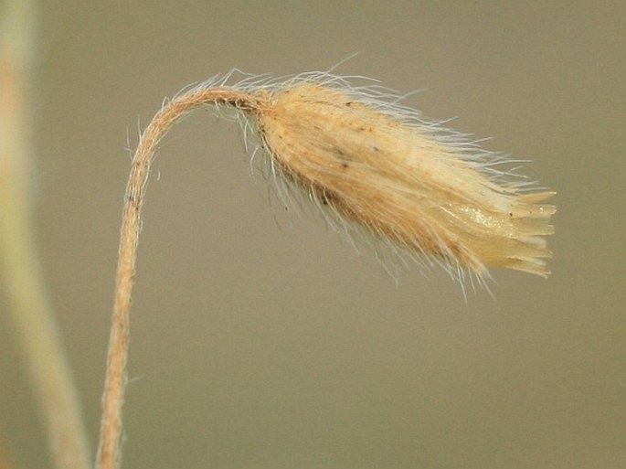 Cerastium tenoreanum