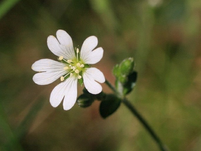 Cerastium alsinifolium