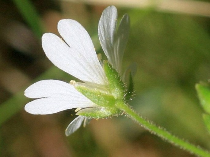 Cerastium alsinifolium