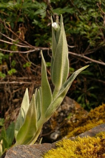 Cerastium mollissimum