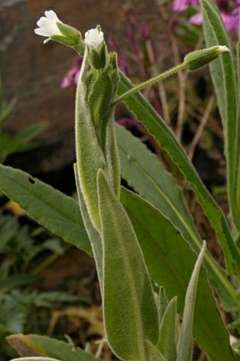 Cerastium mollissimum