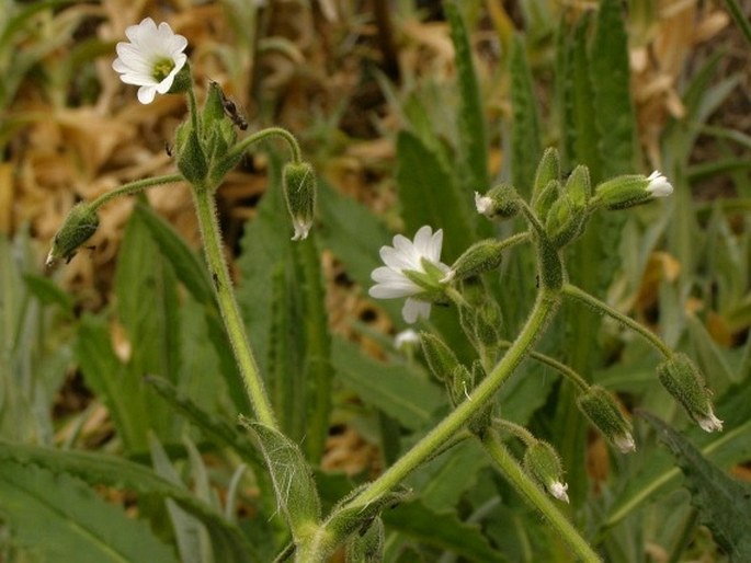 Cerastium mollissimum