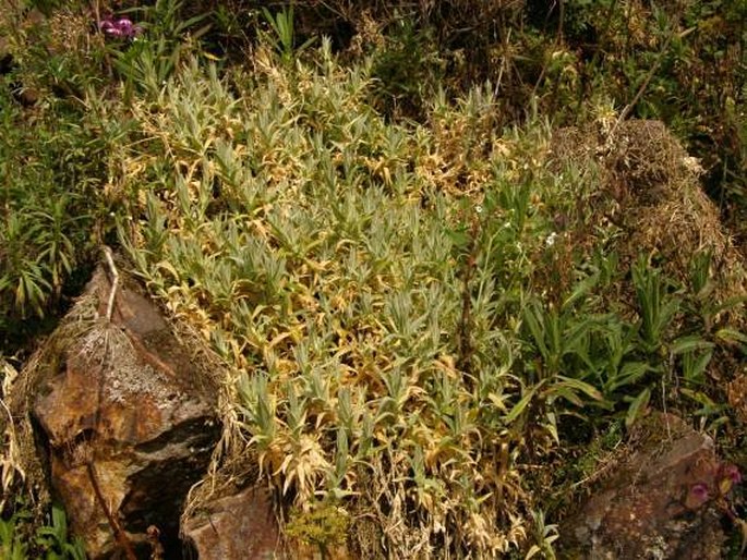 Cerastium mollissimum