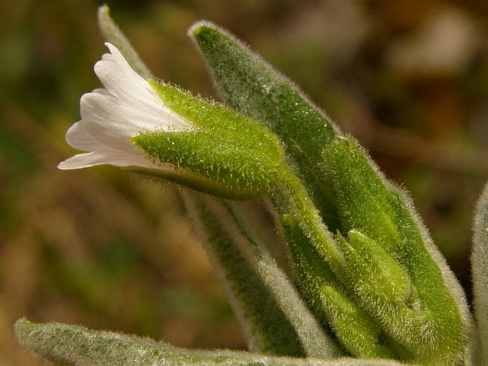 Cerastium mollissimum