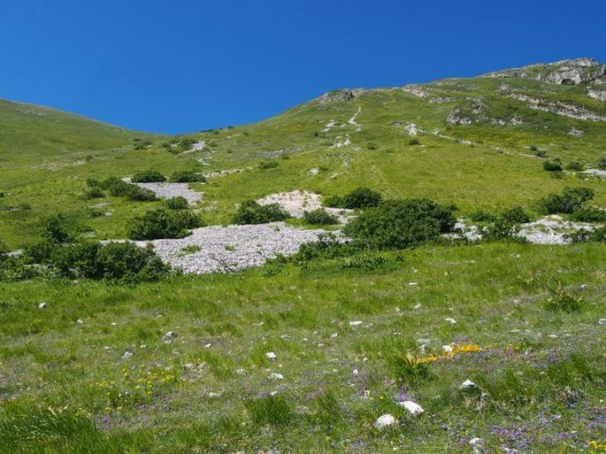 Cerastium tomentosum