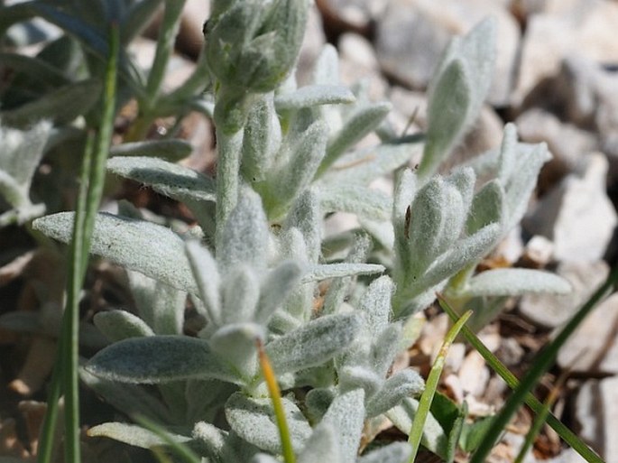 Cerastium tomentosum