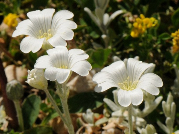 Cerastium tomentosum