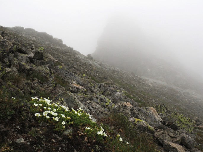 Cerastium uniflorum