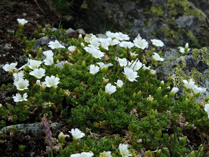 Cerastium uniflorum