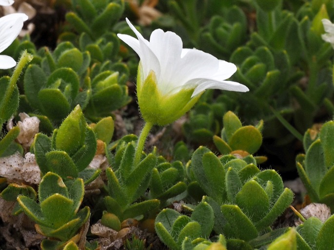 Cerastium uniflorum