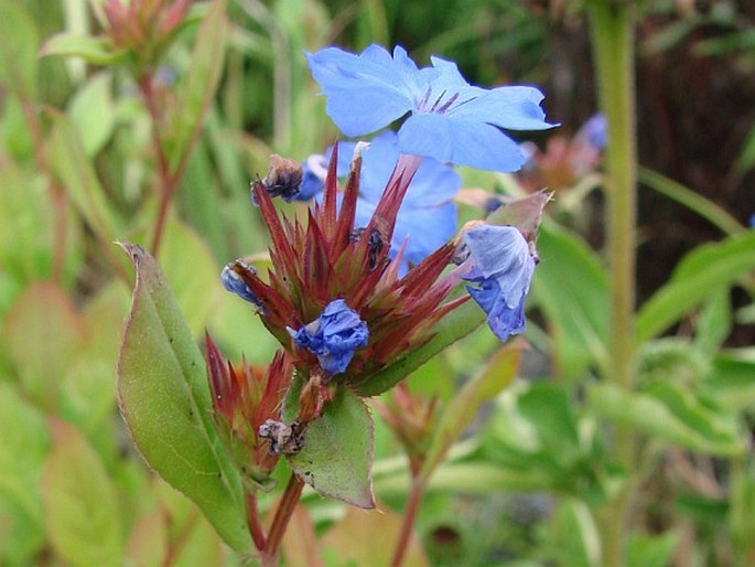 Ceratostigma plumbaginoides