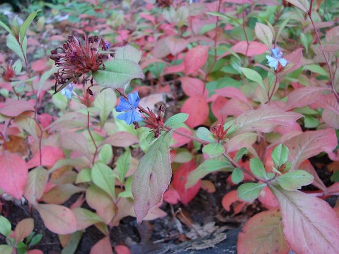 Ceratostigma plumbaginoides