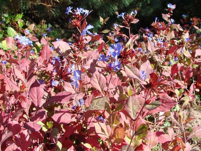 Ceratostigma plumbaginoides