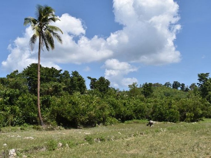 Ceratopteris thalictroides