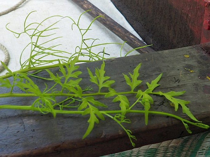 CERATOPTERIS THALICTROIDES (L.) Brong. – obširák žluťuchový