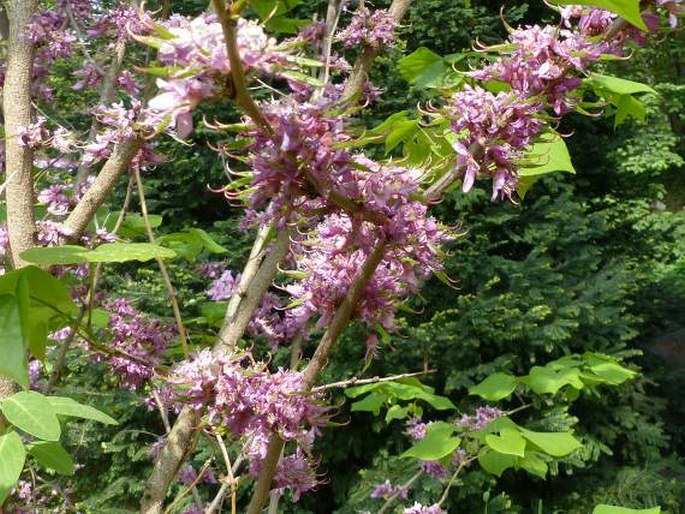 Cercis chinensis