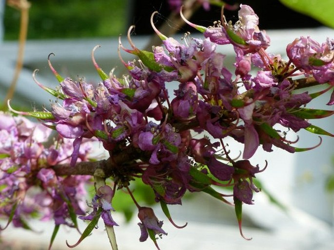 Cercis chinensis