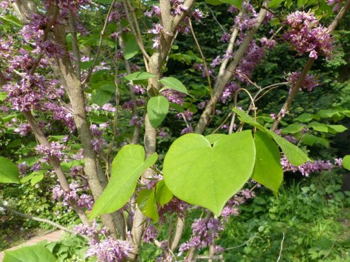 Cercis chinensis