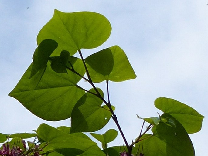 Cercis chinensis