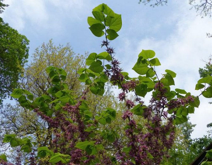 CERCIS CHINENSIS Bunge – zmarlika čínská / judášovec