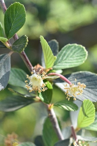 Cercocarpus betuloides