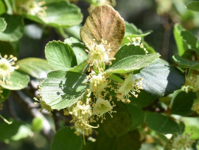 Cercocarpus betuloides