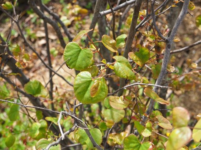 Cercis occidentalis