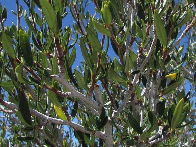 CERCOCARPUS LEDIFOLIUS Nutt. ex Torr. et A. Gray