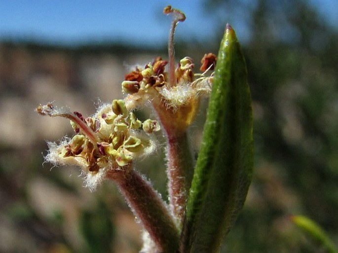 Cercocarpus ledifolius