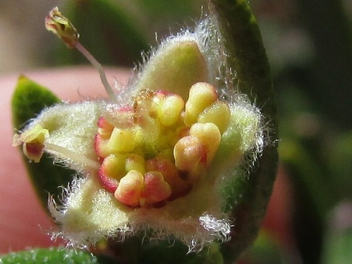 Cercocarpus ledifolius