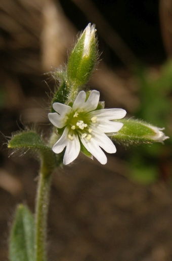 Cerastium fontanum