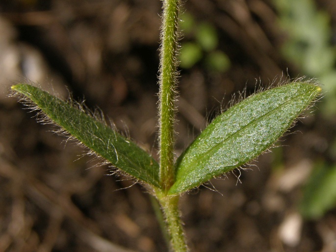 Cerastium fontanum