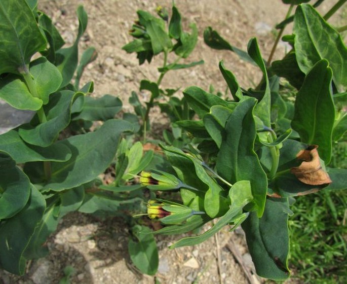 Cerinthe glabra