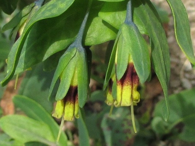 Cerinthe glabra