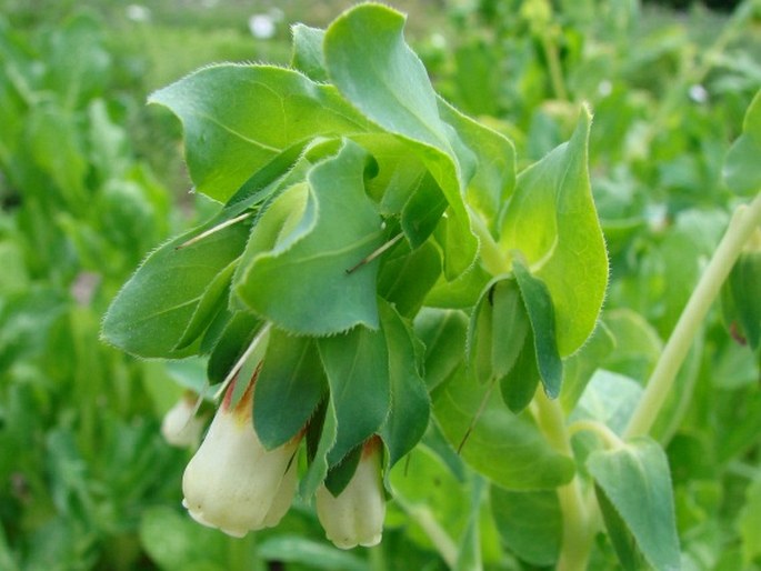 Cerinthe major