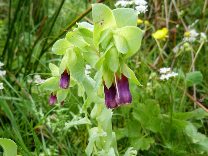 Cerinthe major subsp. purpurascens