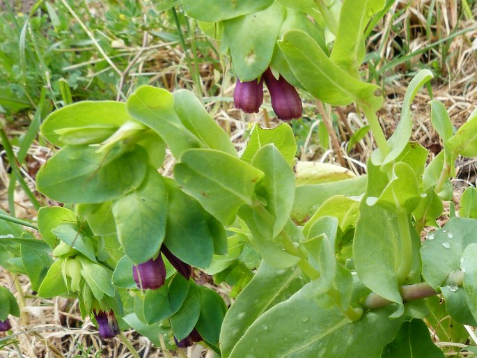 Cerinthe major subsp. purpurascens