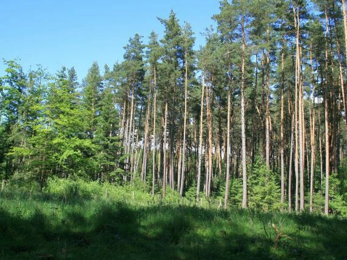 Svojšínská pahorkatina, Černošínský bor – přírodní památka